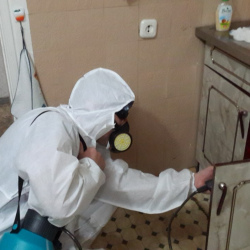 Дезинфекция от муравьев в квартире в Стрежевом